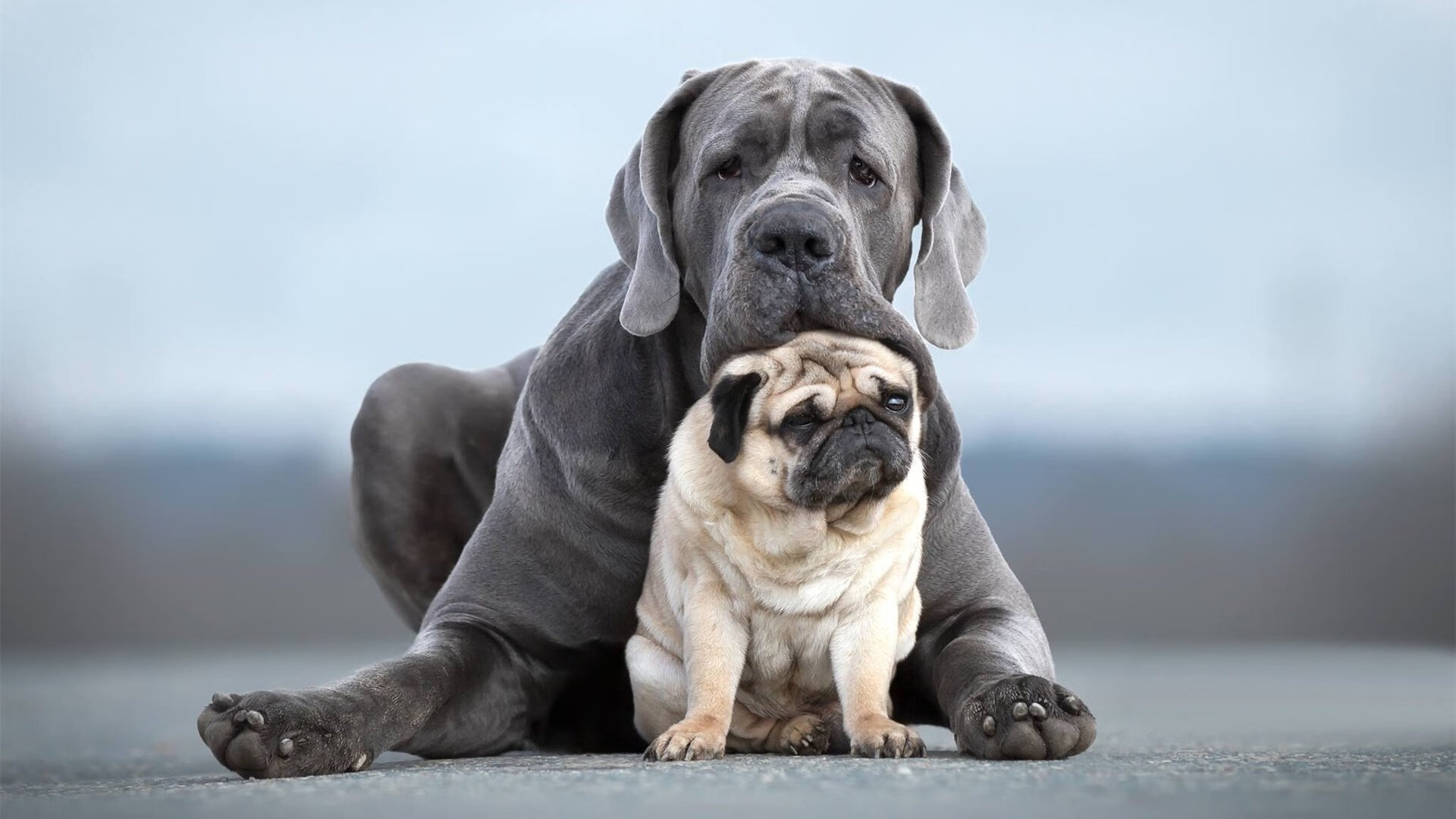 2024年印度队表现：如何在国际赛场逐渐接近世界一流，印度世预赛