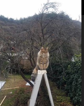 佛罗伦萨中前场穿插提升整体控球质量，佛罗伦萨中锋