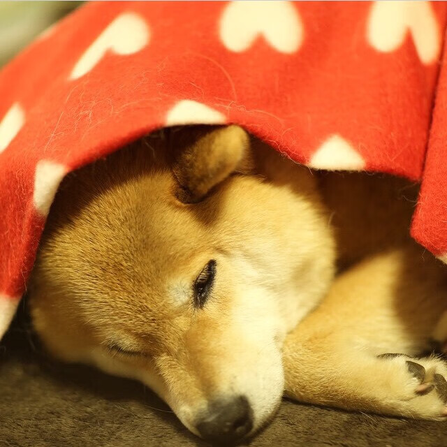 开云娱乐官网-后防线年龄偏大是否直接影响快节奏防守质量，后防是什么