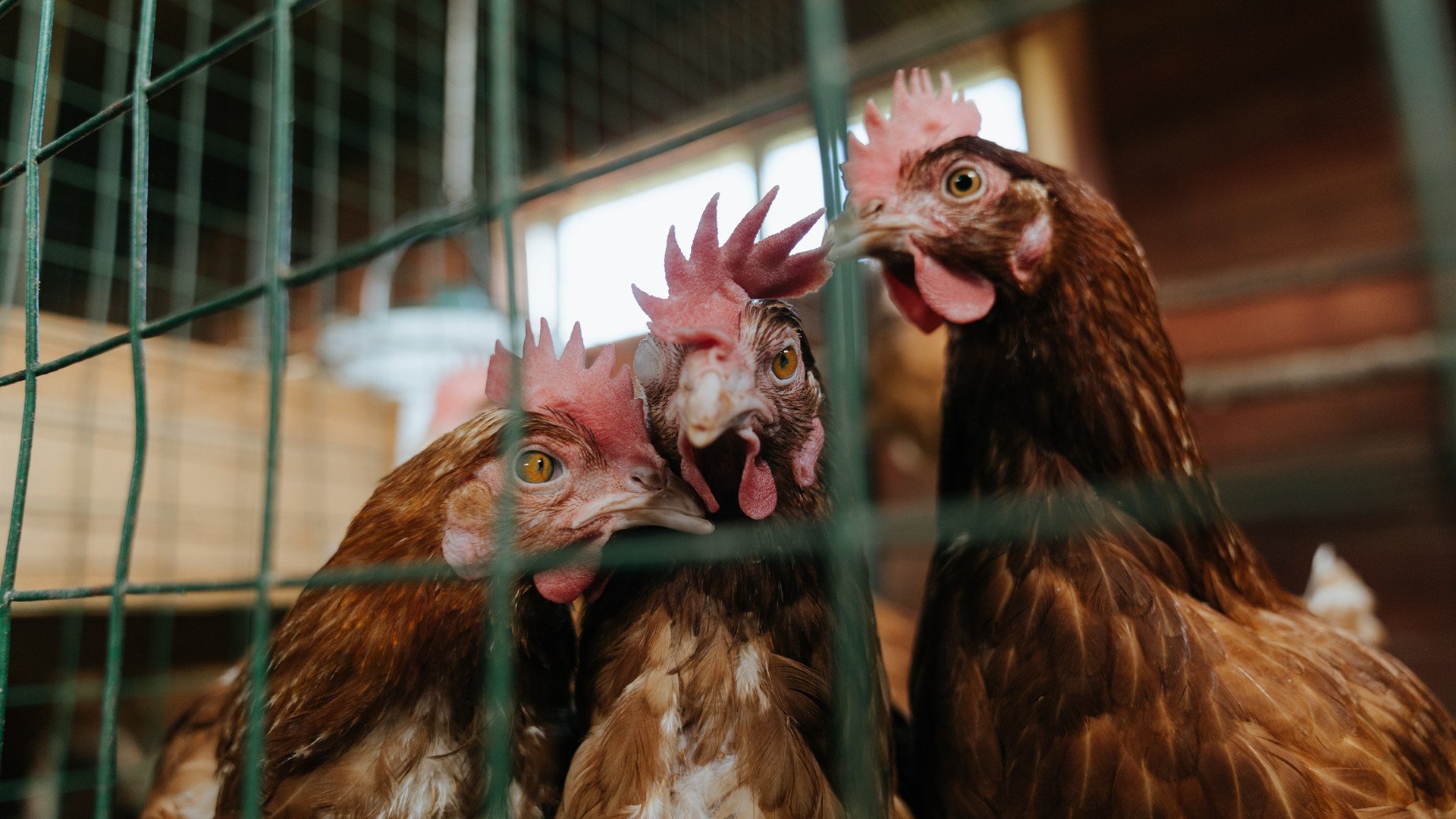 点球战术安排是否影响球队心理优势构建，点球姿势指导