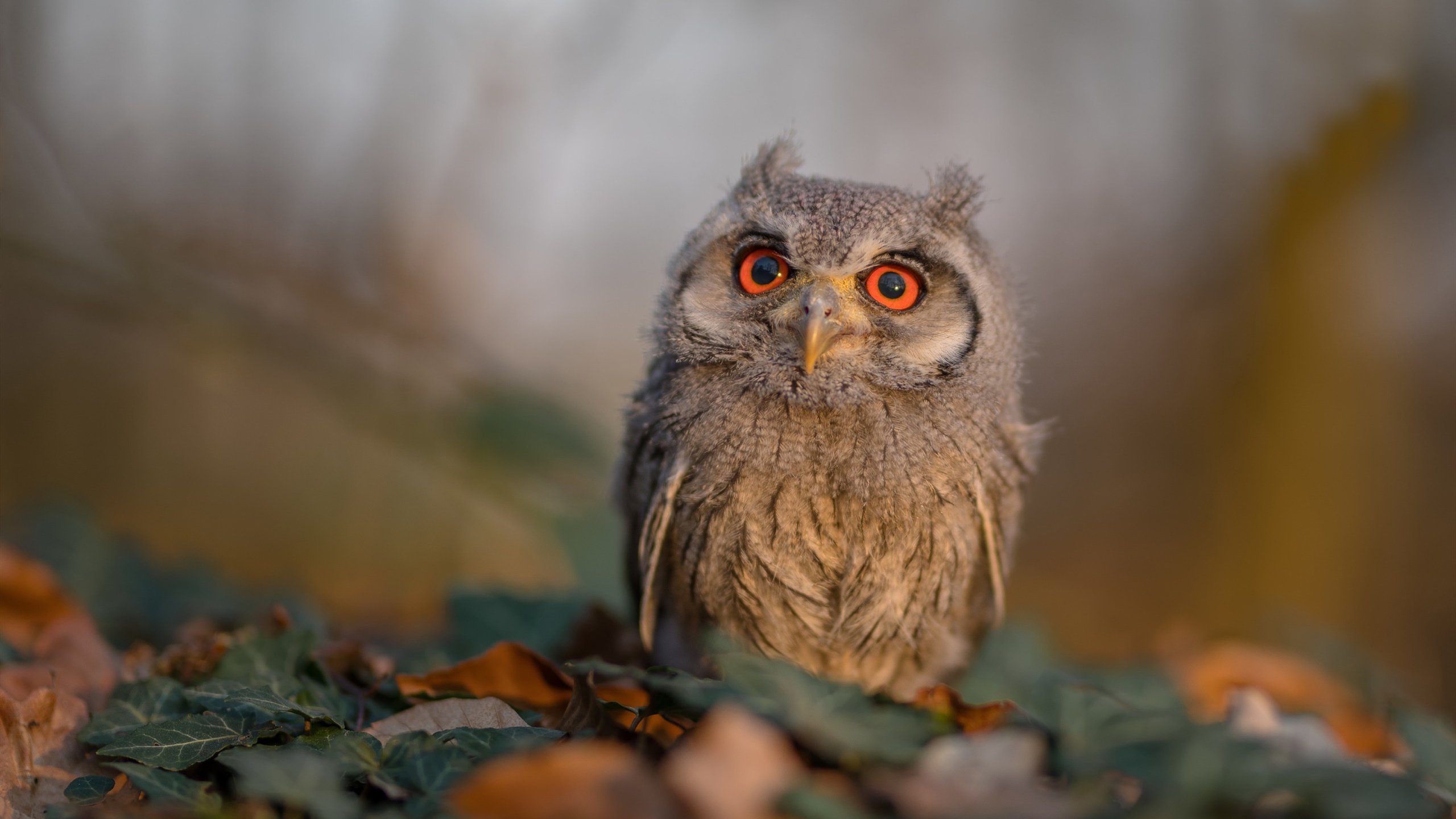 开云官方网页登录-男子中长距离稳步前行，中长距离跑的动作要领