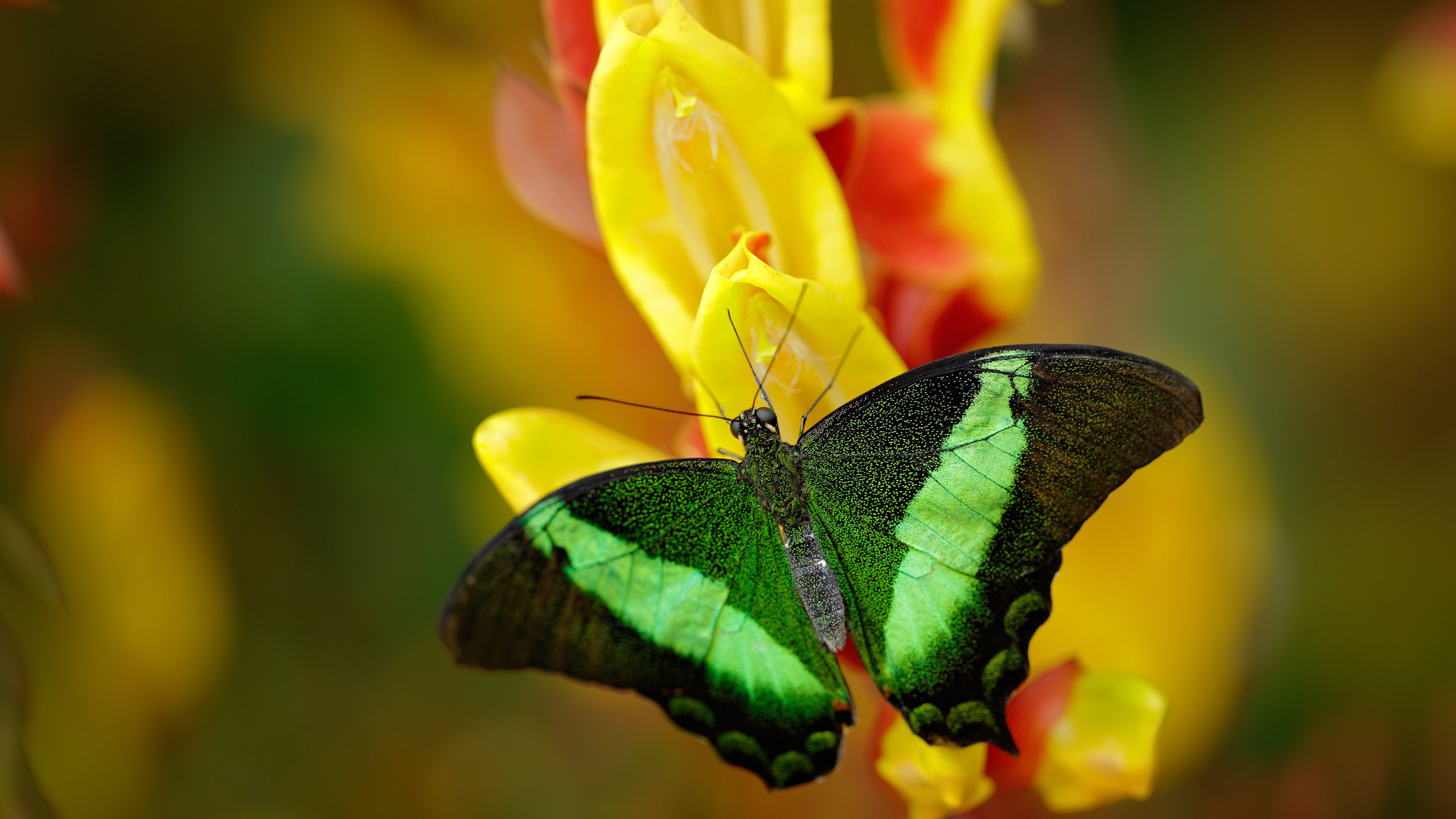 罗马尼亚队团体赛制解析：如何在团体赛中获得最佳表现，罗马尼亚组合