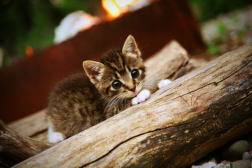 马龙参加公益活动 呼吁关注青少年心理健康，马龙宣传视频