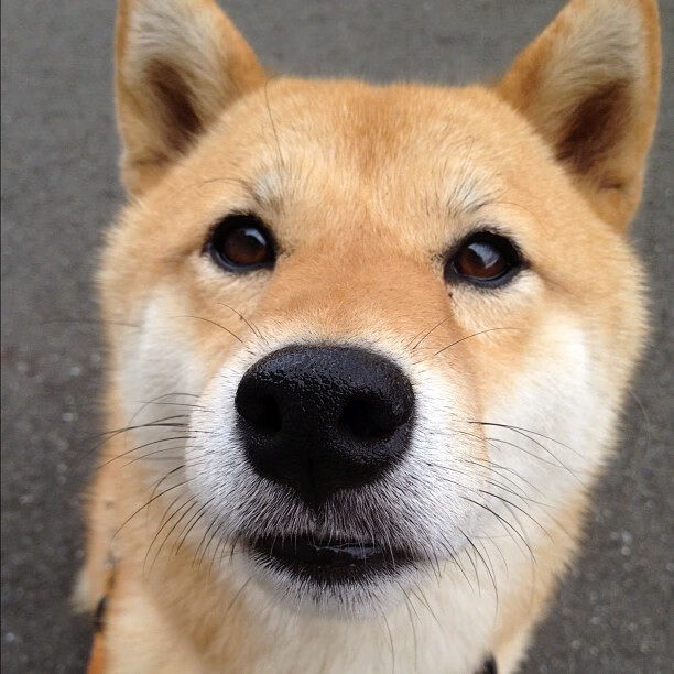 “马科斯·梅特罗的全场防守表现，为阿根廷美洲狮队筑起钢铁防线”